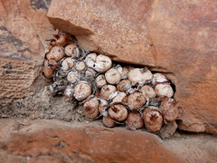Conophytum truncatum