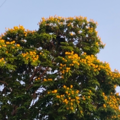 Cenostigma pluviosum