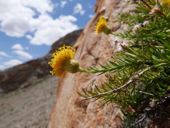 Pentatrichia integra