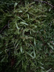 Rhytidiadelphus loreus