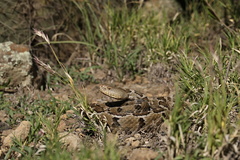 Crotalus ravus