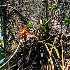 Acanthostachys strobilacea