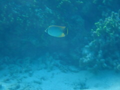 Chaetodon trifascialis