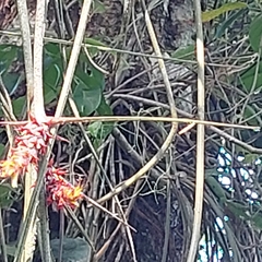 Acanthostachys strobilacea