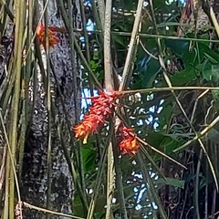 Acanthostachys strobilacea