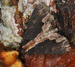 Dypterygia scabriuscula