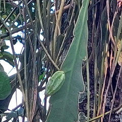 Hylocereeae