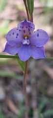 Thelymitra ixioides
