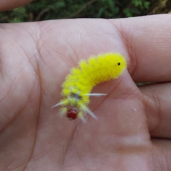 Lophocampa