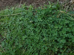 Trifolium occidentale