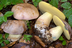 Butyriboletus