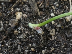 Trifolium occidentale