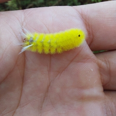 Lophocampa