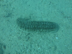 Holothuria fuscopunctata