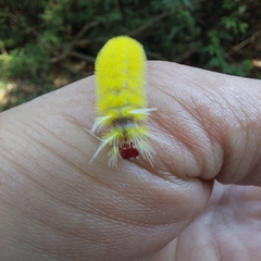 Lophocampa