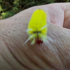 Lophocampa