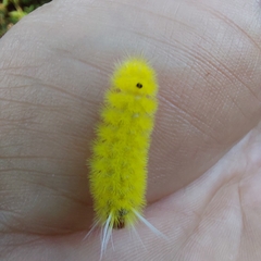 Lophocampa