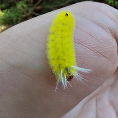 Lophocampa