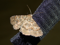 Heteropalpia cortytoides