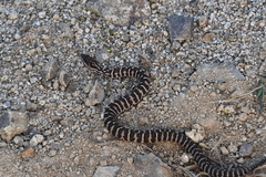 Gloydius intermedius