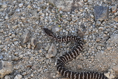 Gloydius intermedius