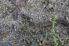 Gloydius intermedius