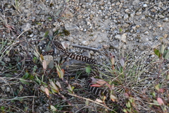 Gloydius intermedius