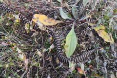 Gloydius intermedius