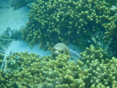 Arothron nigropunctatus