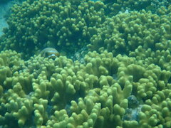 Arothron nigropunctatus