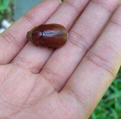 Holochelus