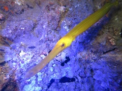 Aulostomus chinensis