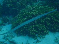 Fistularia commersonii