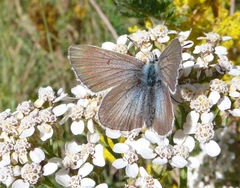 Aricia nicias