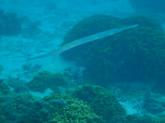 Fistularia commersonii