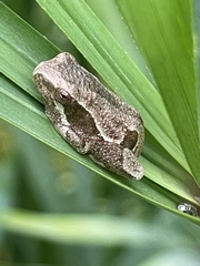 Hyperolius marmoratus