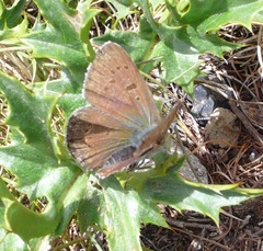 Lycaena tityrus subalpina
