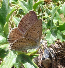 Lycaena tityrus subalpina