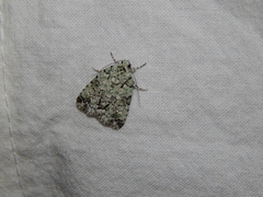 Blenina squamifera