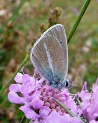 Polyommatus damon