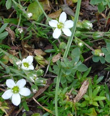 Arenaria ciliata multicaulis