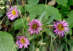 Erigeron alpinus