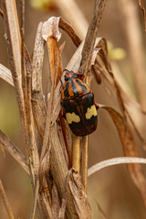 Pedinorrhina trivittata