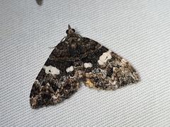 Chrysolarentia phaedra