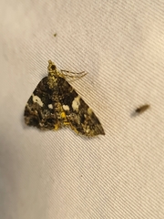 Chrysolarentia phaedra