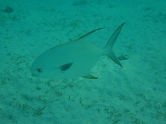 Trachinotus blochii