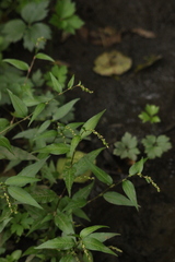 Persicaria hydropiper
