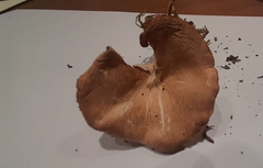 Infundibulicybe squamulosa