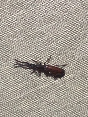 Amorphocephalina