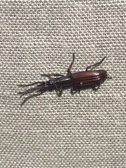 Amorphocephalina